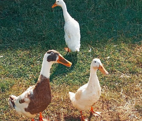 Bed & Breakfast The Wood Scarborough